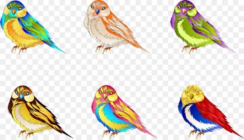 Budgerigar, Bird, Parakeet, Beak PNG