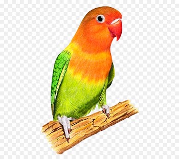 Budgerigar Lovebird Lilac-tailed parrotlet - Colored parrot 