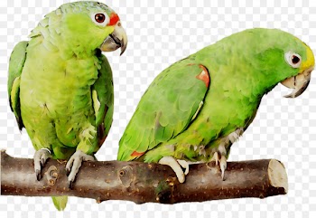 Budgerigar Lovebird Parakeet Minsk Pet -  