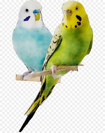 Budgerigar Lovebird Parakeet Palo posadero jaula pajaro natural Fiory Mixtura Premium Periquitos -  