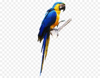 Budgerigar Lovebird True parrot Parrot Parrot - parrot 