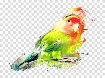 Budgerigar Lovebird Watercolor painting Art, Ramadan Watercolor painting transparent background PNG clipart