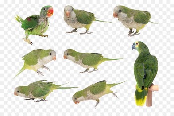 Budgerigar Parakeet Lovebird Beak Feather - budgerigar filigree 