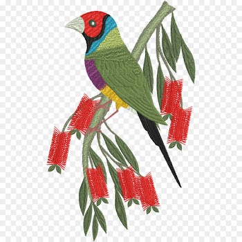 Budgerigar Parrot Bird Loriini Beak - parrot 