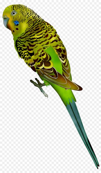 Budgerigar Parrot Bird Parakeet Vector graphics -  