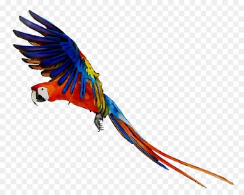 Budgerigar Parrot Dog Bird Cat -  