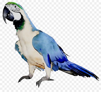Budgerigar Parrot Macaw Lovebird Kleurplaat -  