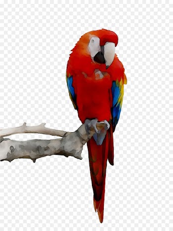 Budgerigar Parrot Toy Parakeet Bird -  
