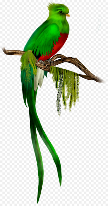 Budgerigar Resplendent quetzal Bird Macaw Feather - png download ...