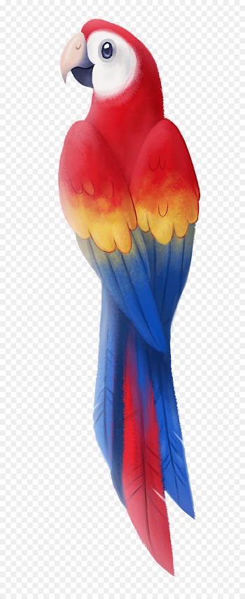 Budgerigar, Scarlet Macaw, Macaw, Orange, Muscle PNG