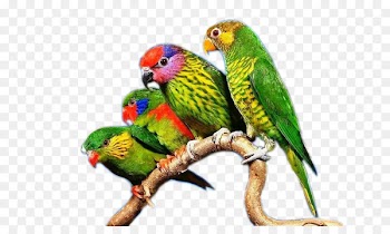 Budgerigar True parrot Lovebird - Color parrot on tree branch 