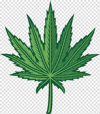 Budweiser Beer India pale ale Green Flash Brewing Co. Hoppy, Cannabis leaves hand painted transparent background PNG clipart