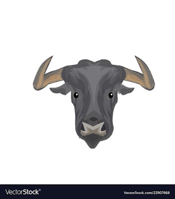 Bufallo ilustration vector image