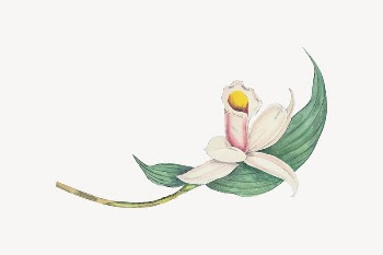 Buff-tailed velvet breast flower illustration | Free PSD - rawpixel
