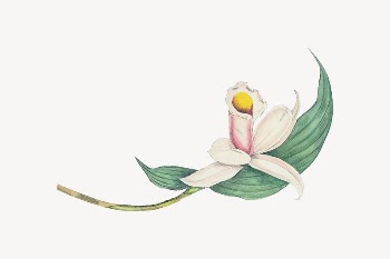 Buff-tailed velvet breast flower illustration | Free Vector - rawpixel