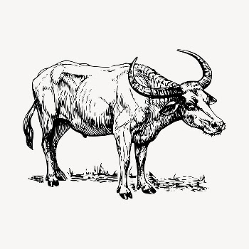 Buffalo clipart, vintage hand drawn | Free Vector - rawpixel