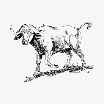 Buffalo clipart, vintage hand drawn | Free Vector - rawpixel