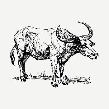 Buffalo drawing, vintage illustration psd. | Free PSD - rawpixel