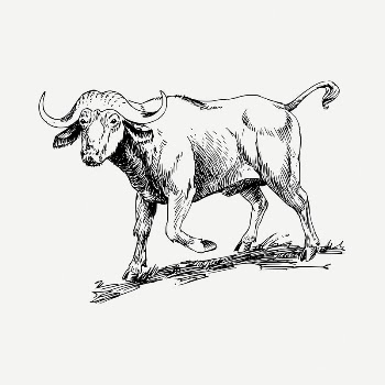 Buffalo drawing, vintage illustration psd. | Free PSD - rawpixel