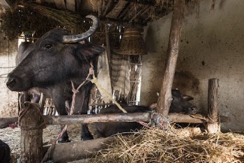 Buffalo, farming animal background. Free | Free Photo - rawpixel