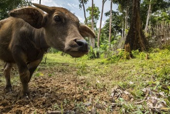 Buffalo feeding in the field. | Free Photo - rawpixel