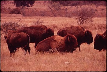 Buffalo Herd on Bell Ranch. | Free Photo - rawpixel