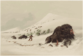 Buffalo Hunt, Dying Buffalo Bull, | Free Photo - rawpixel
