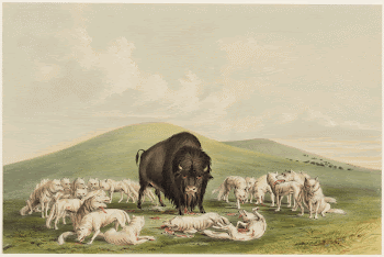 Buffalo Hunt, White Wolves Attacking | Free Photo - rawpixel