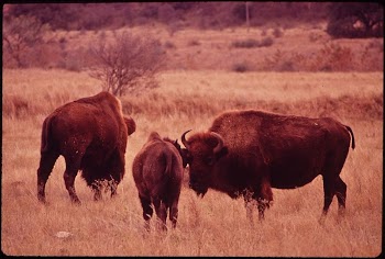 Buffalo in Meadow on Bell | Free Photo - rawpixel