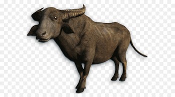 Buffalo Portable Network Graphics Transparency Clip art Image - cassowary business 