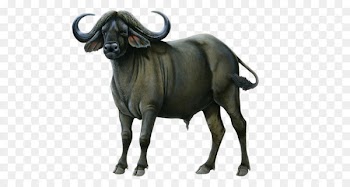 Buffalo Turbine LLC Wiki - Buffalo Png Picture 