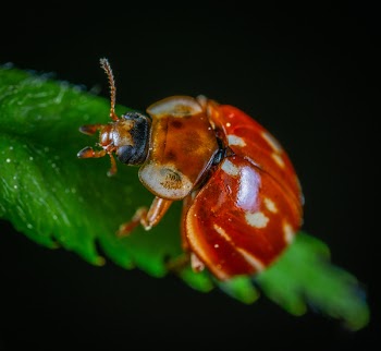 Bug In Close-up Photography