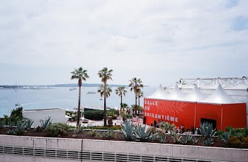 Building and Palm Trees at the Bay during Day