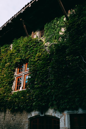 Building Covered With Ivy