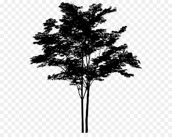 Building, Cross Laminated Timber, Life Design Kabaya, Tree, Woody Plant PNG