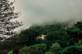 Building Surrounded by Trees
