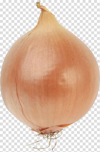 Bulb Onions Bulb Onions Vegetable Red onion, onion transparent background PNG clipart