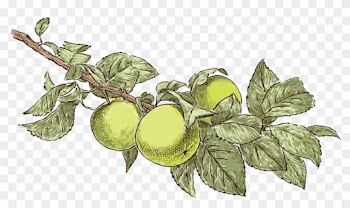 Bulgarian Apple - “ - Drawings Of Apple Trees Realistic