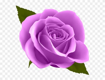 Bulk Purple Roses, Qf - Blue Rose Clip Art