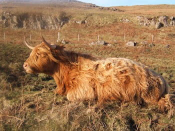 Bull 