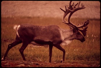 Bull Caribou near the Start | Free Photo - rawpixel