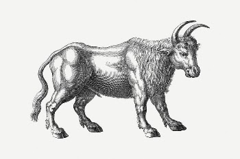 Bull clipart, vintage illustration psd. | Free PSD Illustration - rawpixel