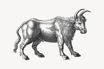Bull collage element, drawing illustration | Free Vector Illustration - rawpixel