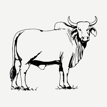 Bull drawing, vintage illustration psd. | Free PSD - rawpixel