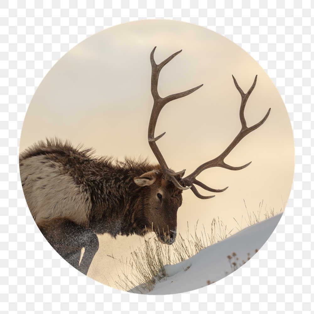 Bull elk png hiking badge | Free PNG - rawpixel