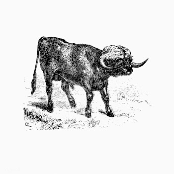 Bull from Portugal | Free stock vector - 572599
