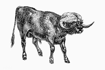 Bull from Portugal | Free stock vector - 572758