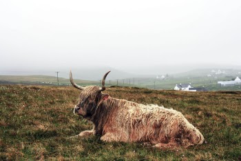 Bull on the field