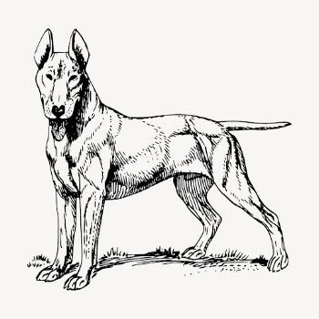 Bull Terrier dog drawing clipart, | Free Vector - rawpixel