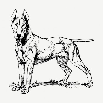Bull Terrier dog drawing, vintage | Free PSD - rawpixel